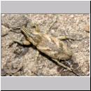 Cleonus piger - Distelgallenruessler 01d 13mm.jpg